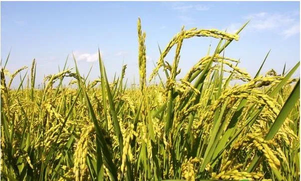 山东省首单商业性小麦收割期风力指数保险落地济宁